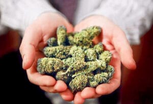 Lee más sobre el artículo ¿QUÉ ES LA MARIHUANA?